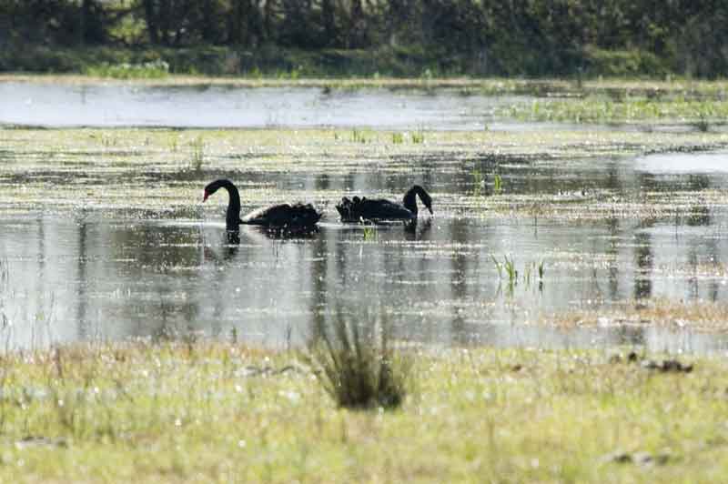Cisnes Negros - parc natural dels aiguamolls de l'Empurda - Girona - Catalunya 4.jpg